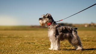 Miniature Schnauzer wearing a bow tie accessory