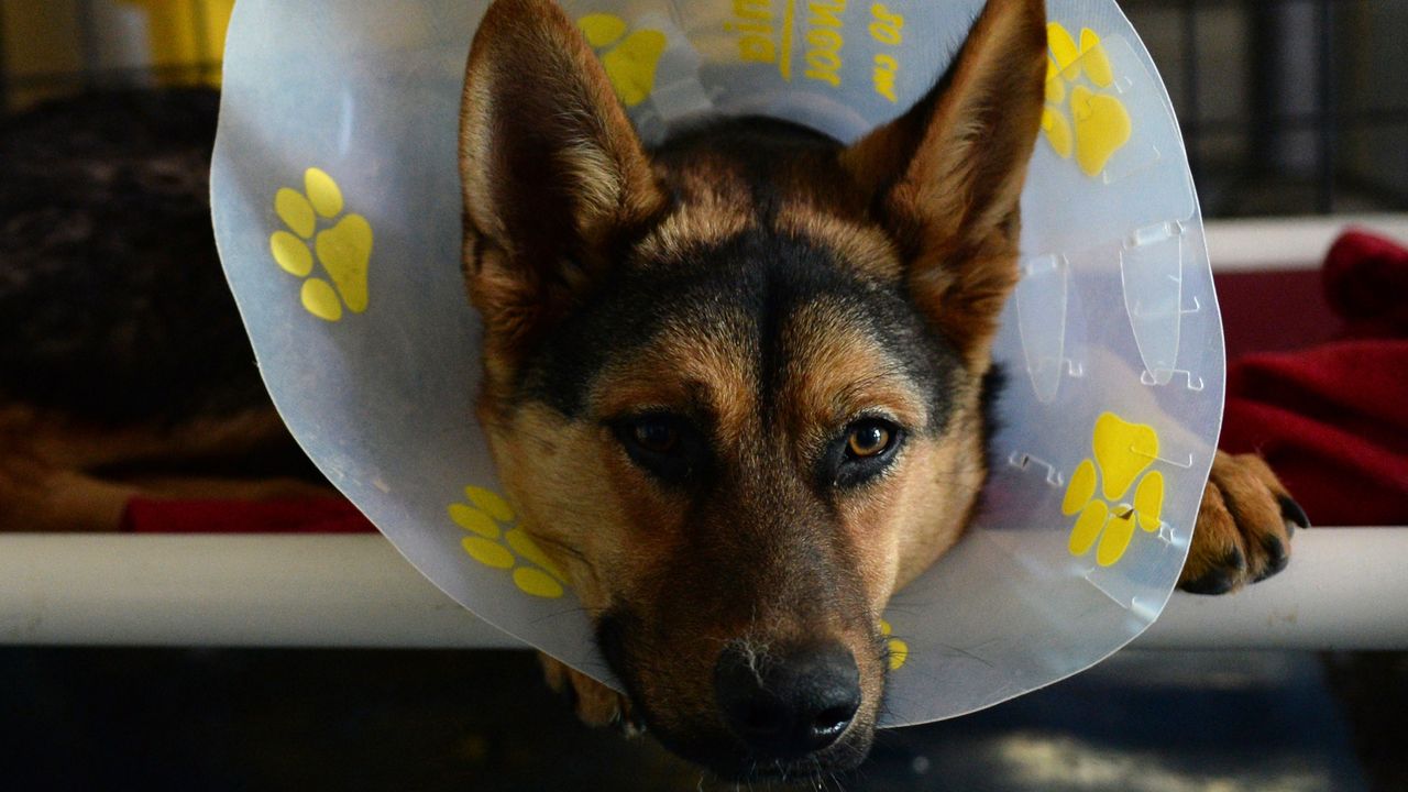 A dog rescued by Nowzad in Kabul