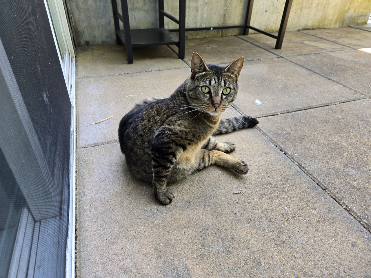 A cat looking at the camera