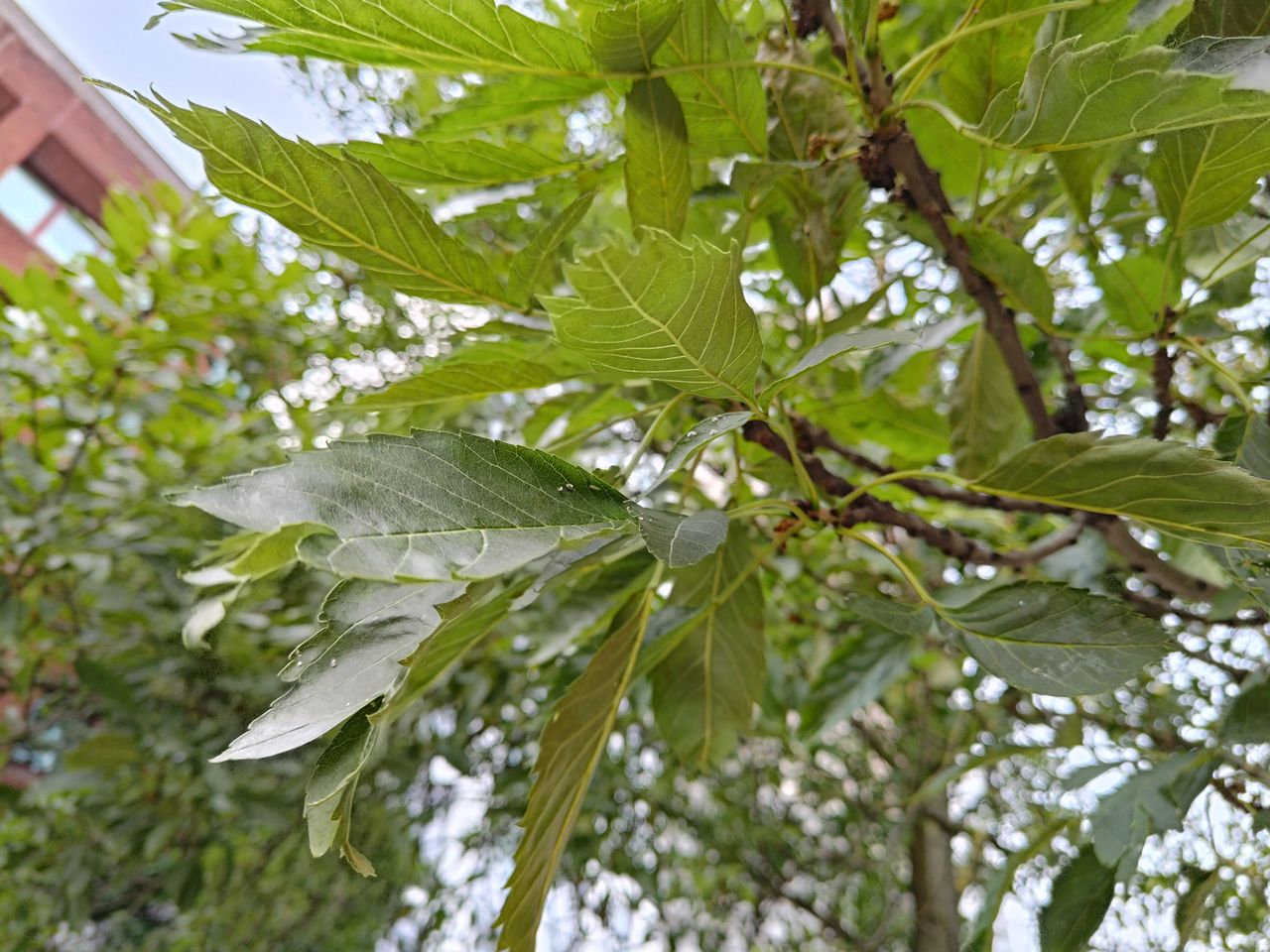 A photo taken on the Asus Zenfone 10