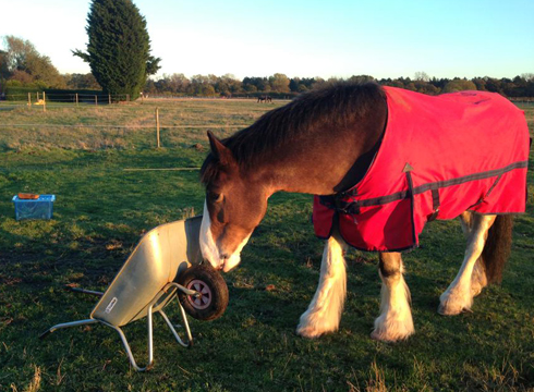 Hovis-wheelbarrow.jpg