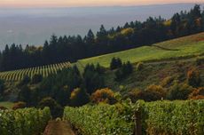 Evenstad estate, domaine serene, oregon