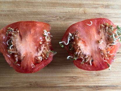 Seeds Germinating Inside Of A Tomato