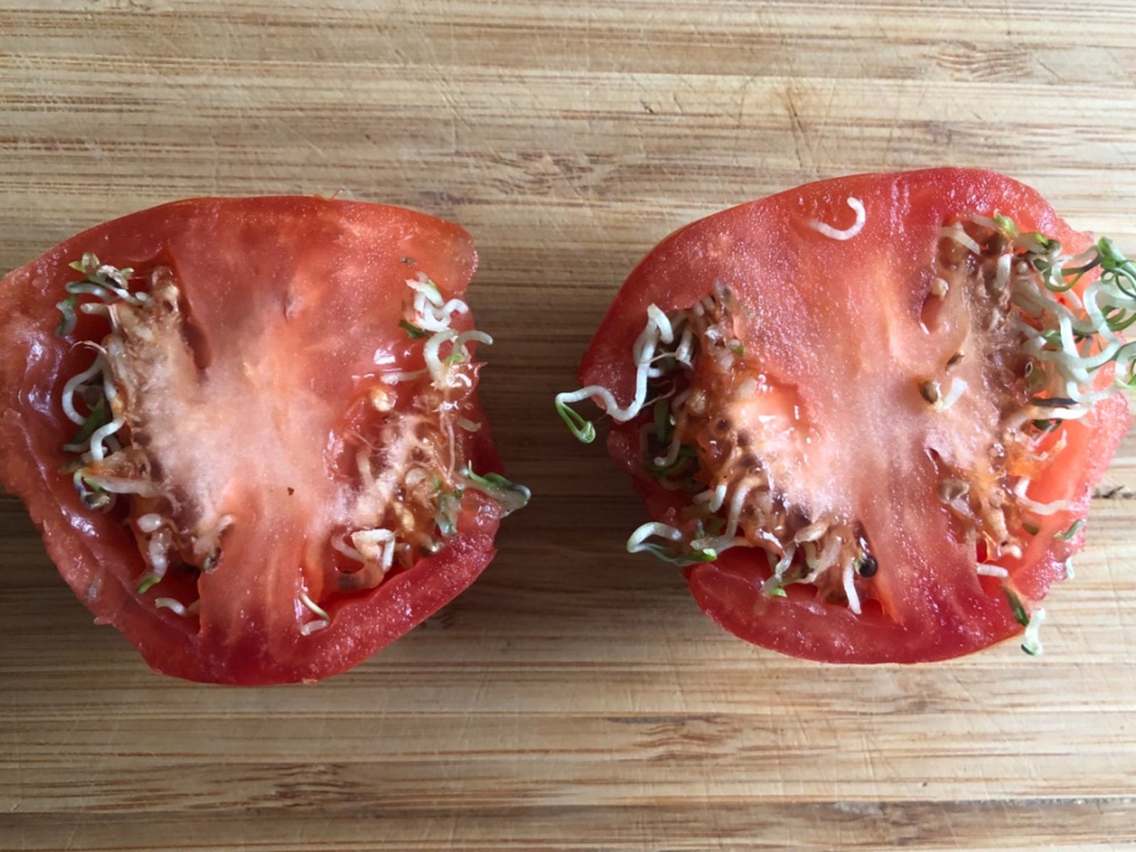 Проросший помидор. Помидор пророс в помидоре. Фото проросших томатов. Vivipary.