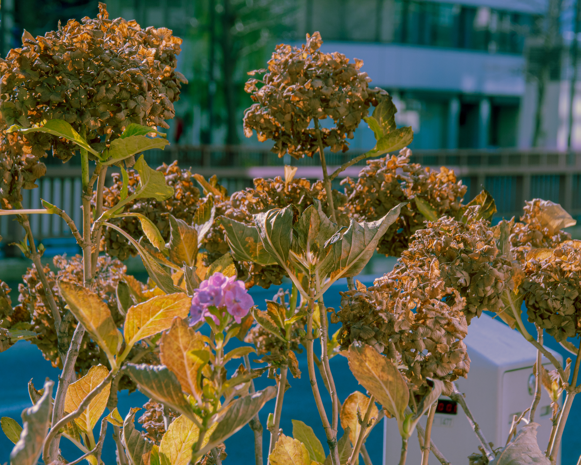 hydrangea with brown leaves and flowers