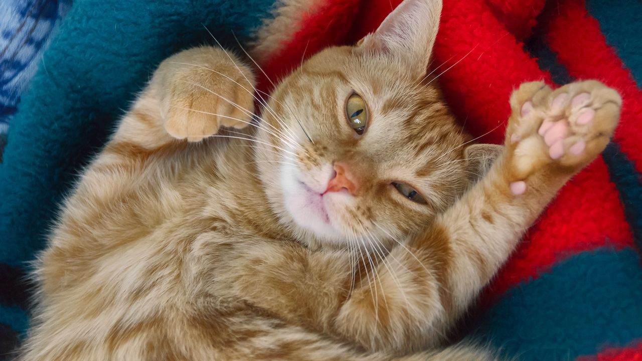 an orange cat on its back with extra toes
