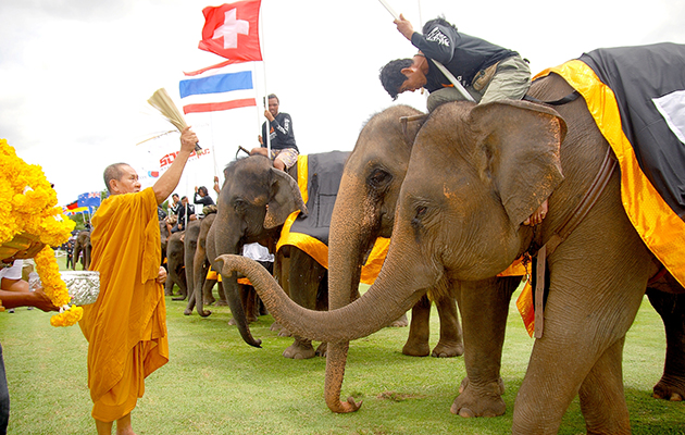 elephant polo 3