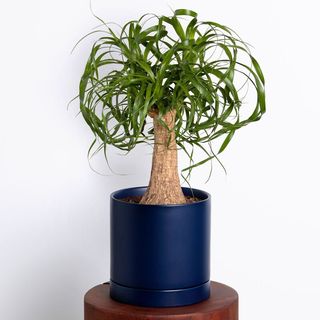 Greendigs ponytail palm