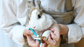 Rabbit getting its nails cut