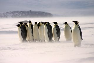 Emperor penguins may migrate to find new nesting grounds.