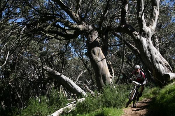 A racer on some singletrack at the Bike Buller MTB Festival