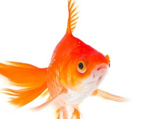 saltwater goldfish