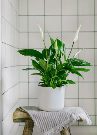 peace lily plant in shower