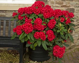 A red rhododendron growing in a pot