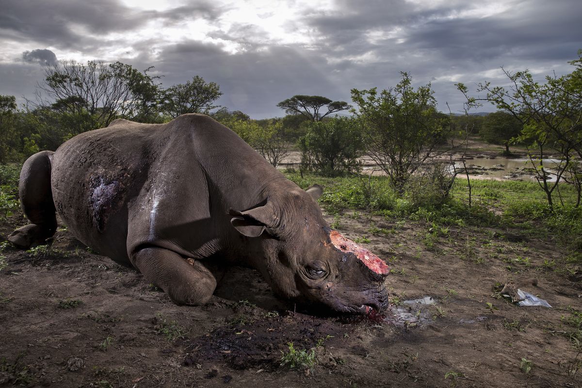 Memorial to a species &copy; Brent Stirton - Wildlife Photographer of the Year