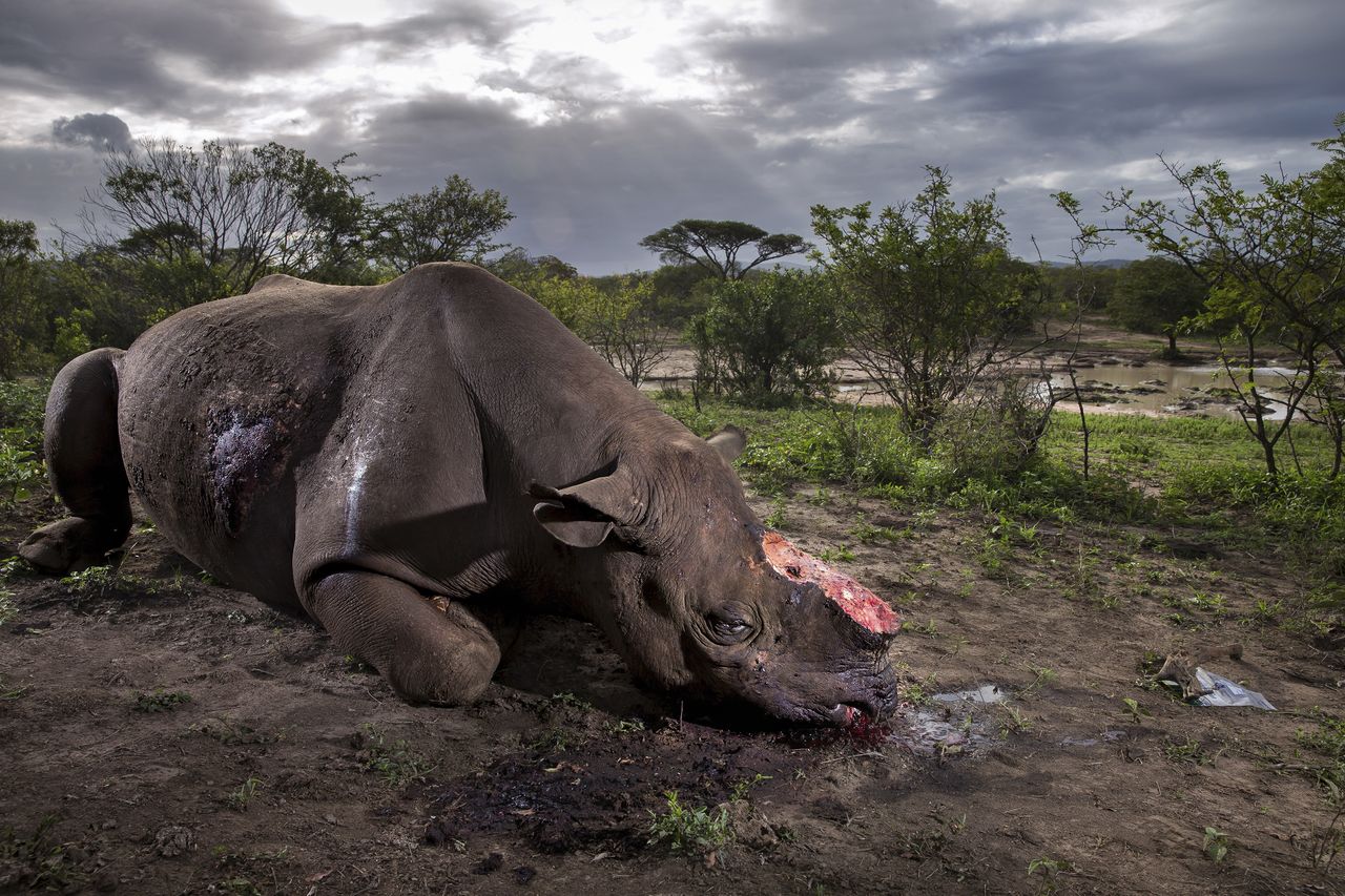 Memorial to a species &copy; Brent Stirton - Wildlife Photographer of the Year