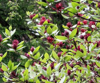 Calycanthus shrub with deep red blooms in a woodland garden