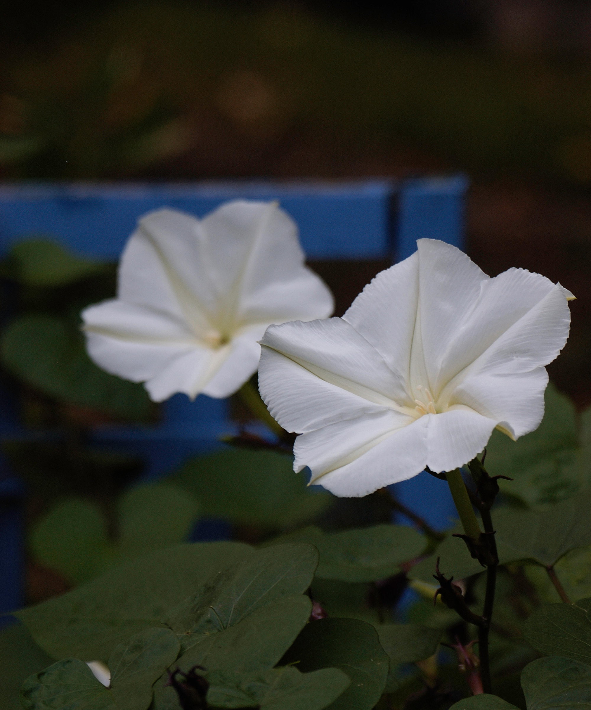 The large trumpet-shaped flowers of a moon vine at dusk