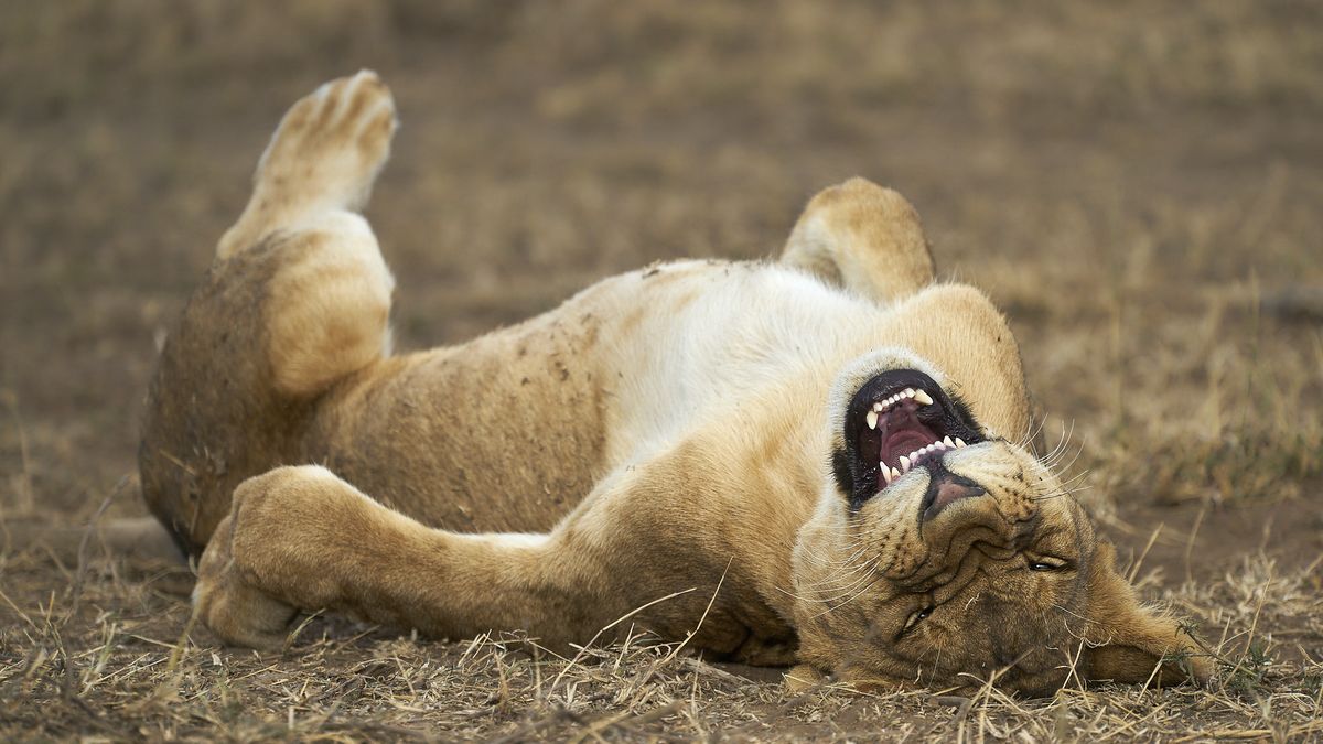 Comedy Wildlife Photography Awards 2021