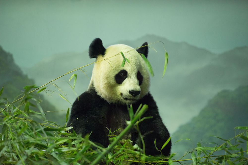 Giant Panda Mei Xiang