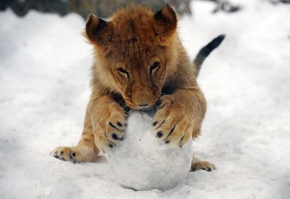 Lion plays with snow ball in Belgrade