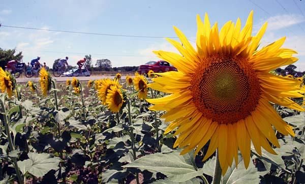The peloton and some sunflowers. Must be Le Tour!