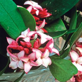 winter flowering ideas with daphne odora shrubs