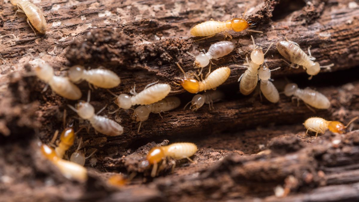How to get rid of termites in your home
