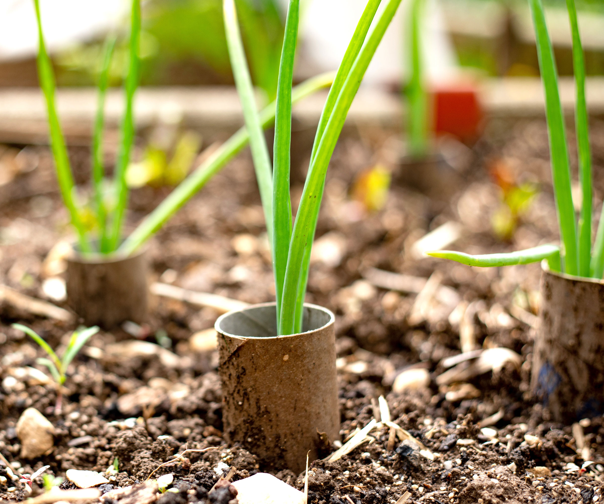 toilet roll containers around onion seedlings in garden plantings