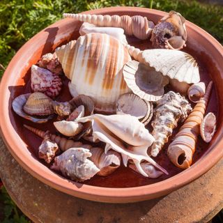 A terracotta garden pot filled with shells