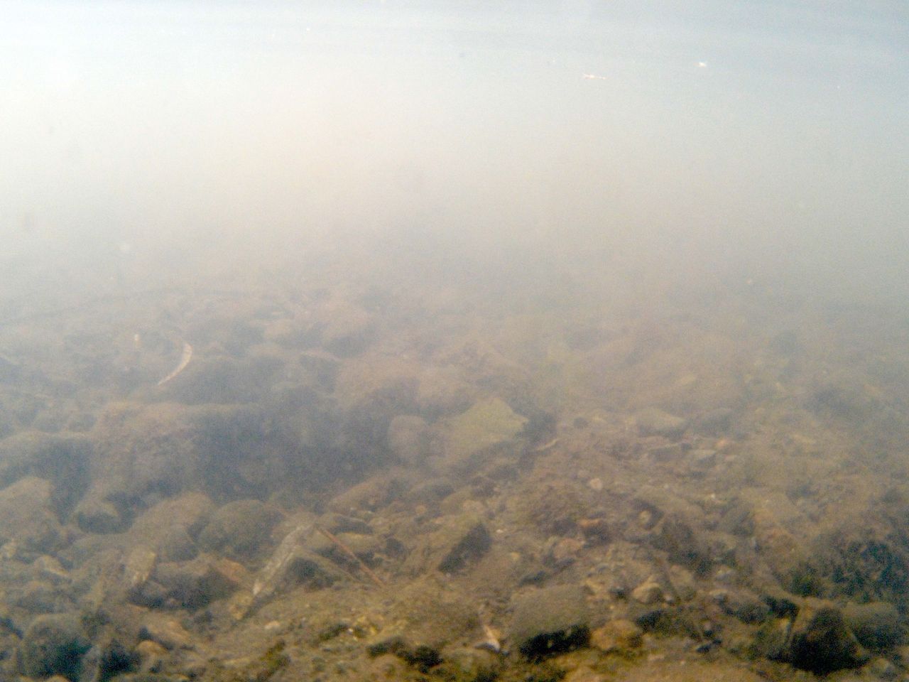 Murky underwater photo taken with the SeaLife ReefMaster RM-4K