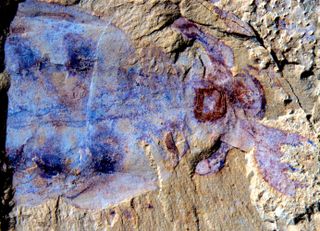 fossil of lyrarpax unguispinus