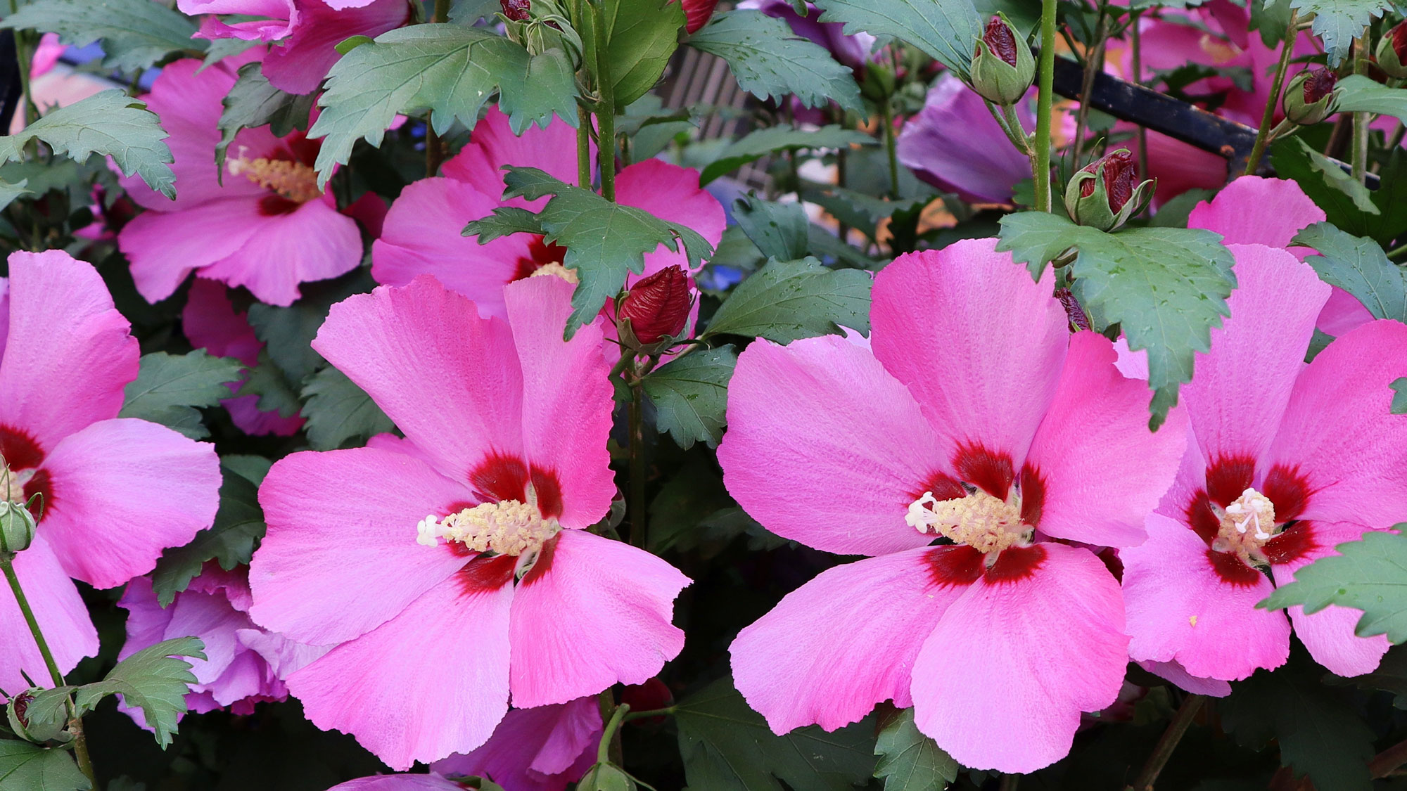 rose of Sharon shrub with pink flowers