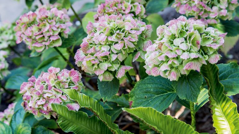 Hydrangea varieties speckled with pink