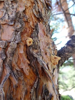 Beetles burrowing into pines create open areas in the trees' bark.