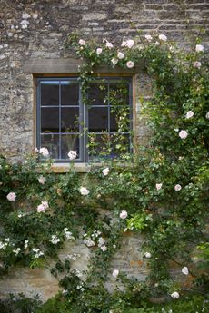 The National Rambling Rose collection at Moor Wood, Gloucestershire.