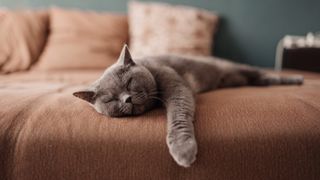 Chilled out cat lying on couch