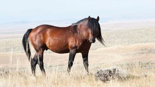 Mustang in Wyoming