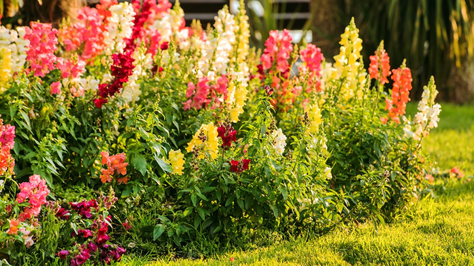 Snapdragons in a flower bed