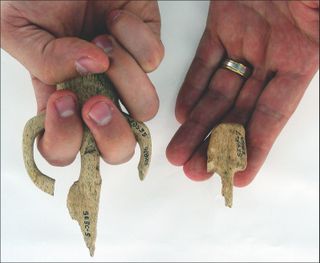 Atlatl hand grips found at Par-Tee varied greatly in size.