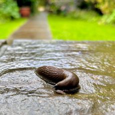 Slug on wet patio in garden