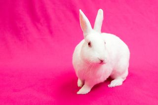An adorable, white bunny may seem like the perfect Easter present, but think again.
