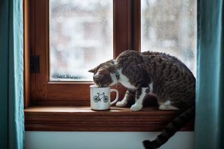 Image shows cat with cycling mug