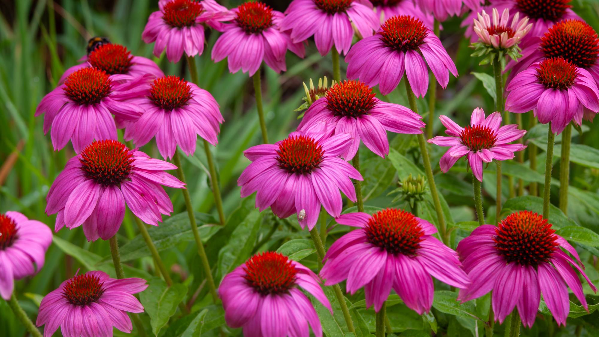 Several echinacea or purple coneflowers