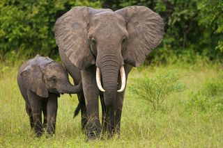 The Search for a Baby Forest Elephant's Mother, Nature and Wildlife