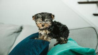 A teacup Yorkie on the arm of a couch