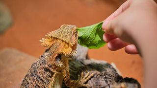 Bearded dragon eating a leaf