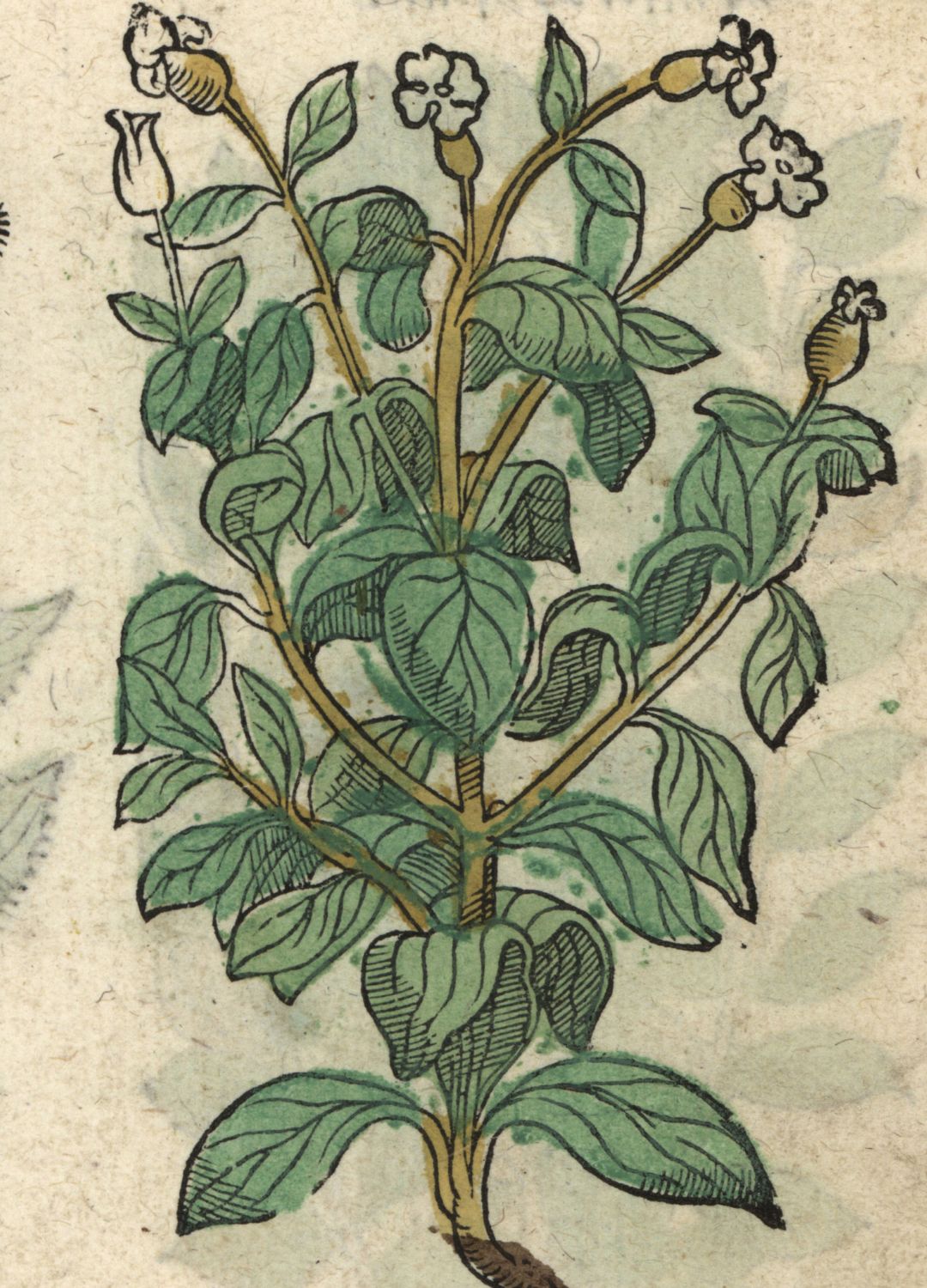 Basil
