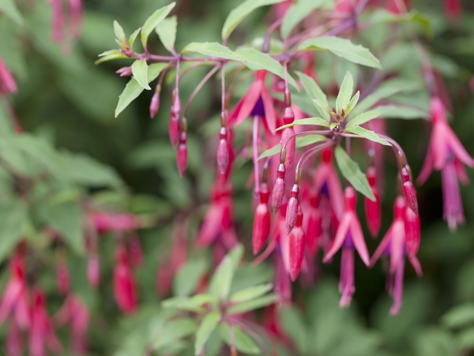 10 best flowers for hummingbirds beautiful blooms Livingetc
