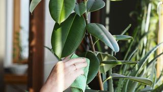 Woman cleaning the dust off a rubber plant with a cloth